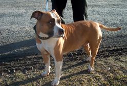 Amstaff pogryzł dwoje dzieci. Właściciel zabił psa