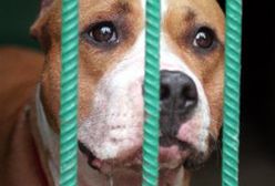 Pies zagryzł 15-letnią dziewczynę