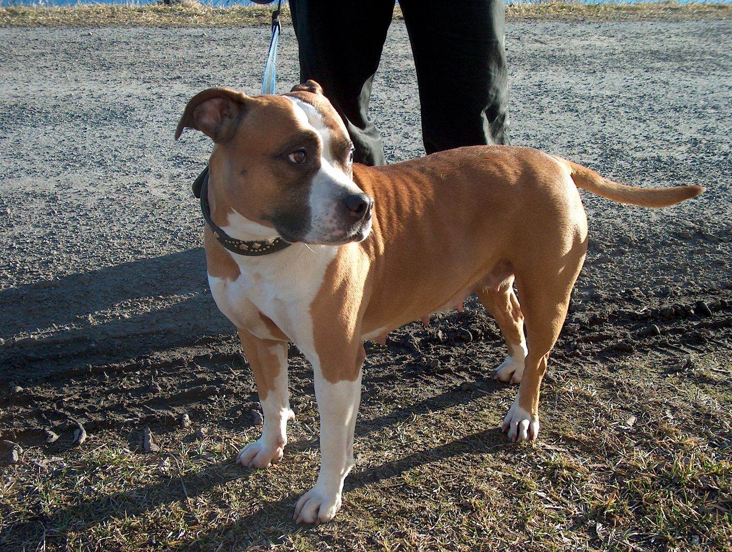 Amstaff pogryzł dwoje dzieci. Właściciel zabił psa