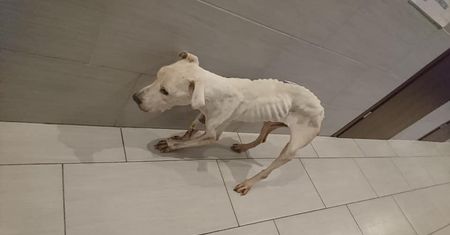 Głodziła suczkę amstaffa, trzymała ją w wannie. 27-latka aresztowana