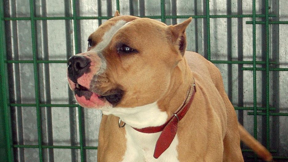 Amstaff zaatakował dwie osoby w Sosnowcu (zdj. ilustr.)
