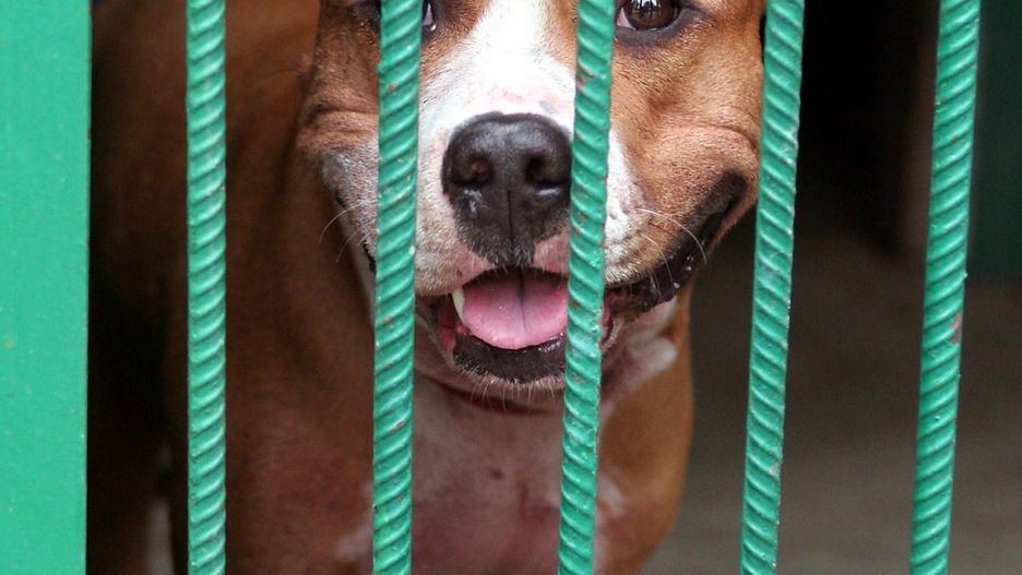 Amstaff został zabity przez ojczyma dzieci (zdjęcie ilustracyjne)