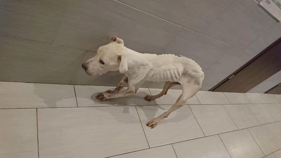 27-latka, która głodziła psa, została aresztowana na trzy miesiące