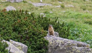 Dzień Świstaka 2020 - co to za święto i kiedy wypada?