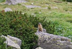 Dzień Świstaka 2020 - co to za święto i kiedy wypada?