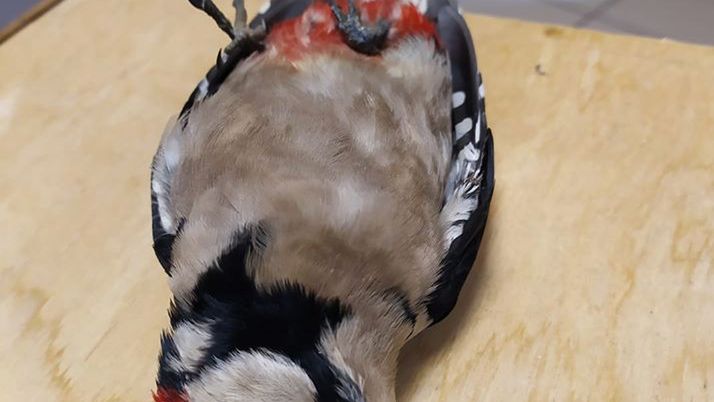 Sylwestrowej nocy nie przeżył m.in dzięcioł leczony w ośrodku dla zwierząt w Nysie