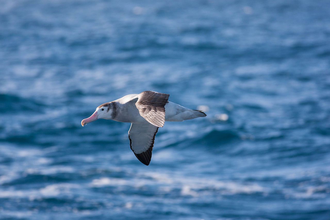 Albatrosy z nadajnikami na grzbiecie pomogą w znalezieniu nielegalnych łowisk