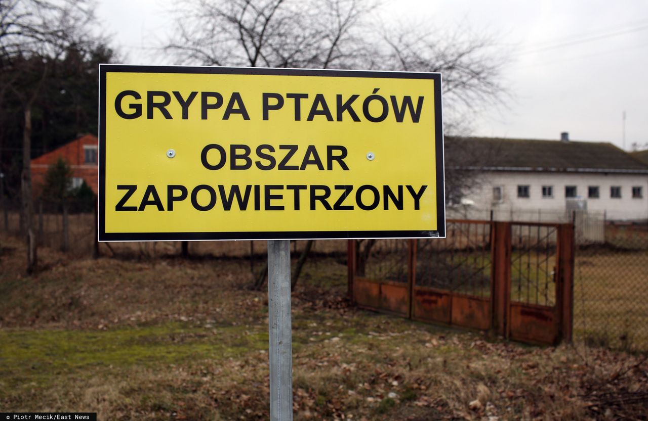 Ptasia grypa w Wielkopolsce. Zutylizują 65 tysięcy kur  