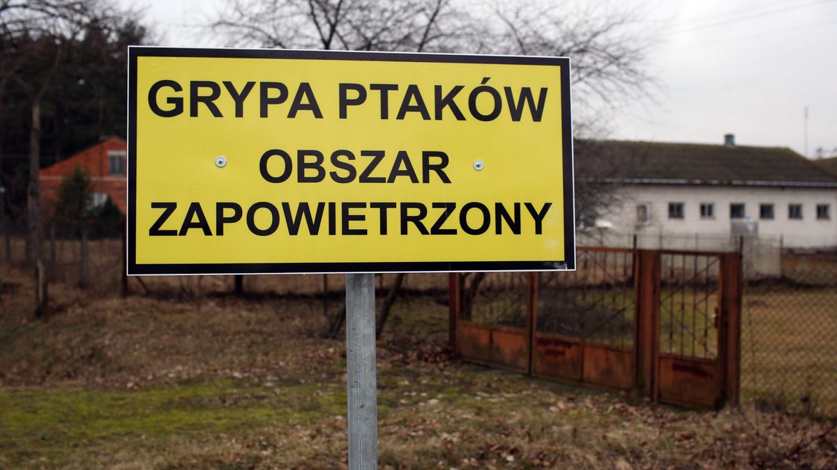 Ogniska ptasiej grypy zostały zlokalizowane m.in. na Lubelszczyźnie 