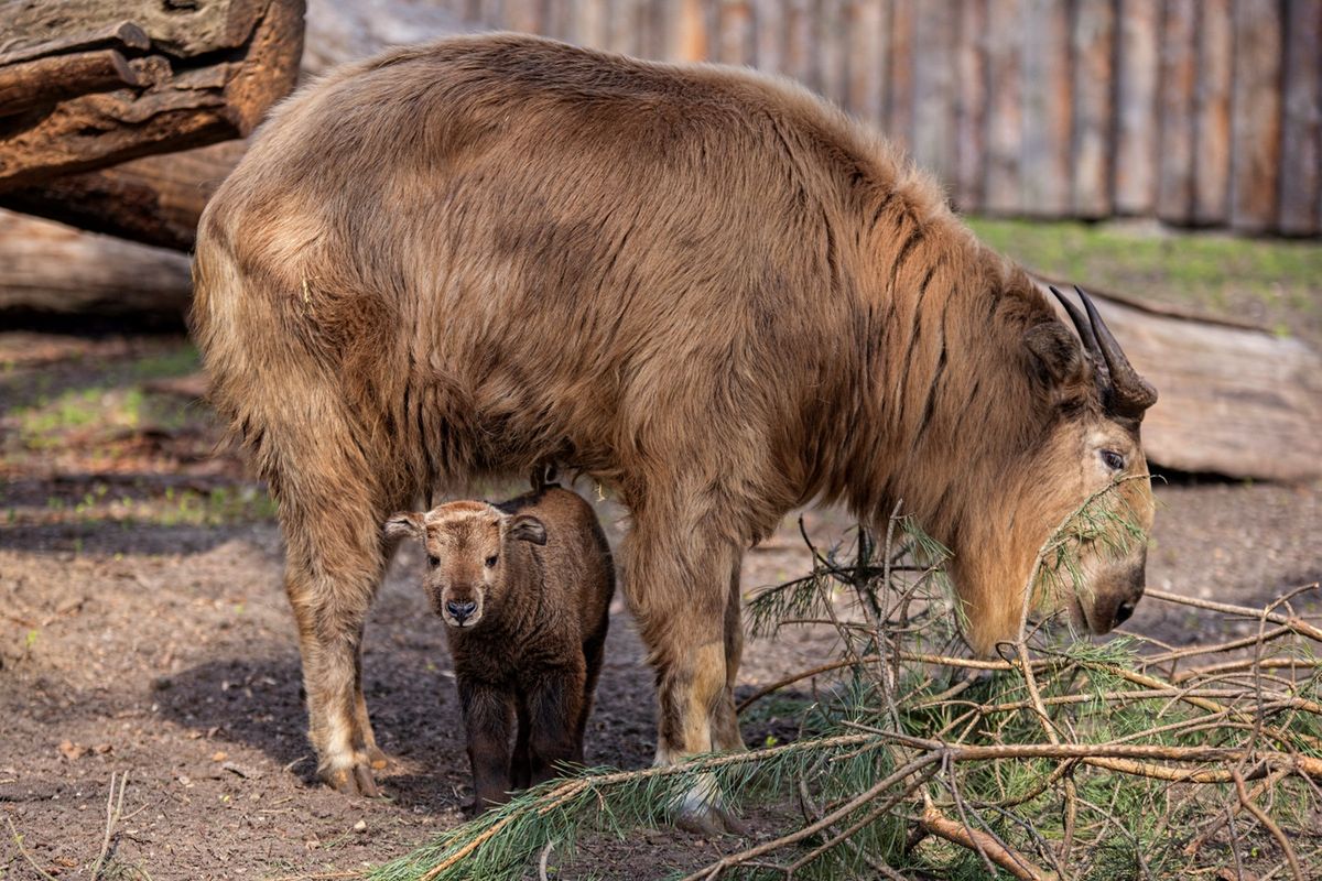 Pierwsze takie narodziny w polskim zoo. Maleństwo "depcze mamie po racicach"