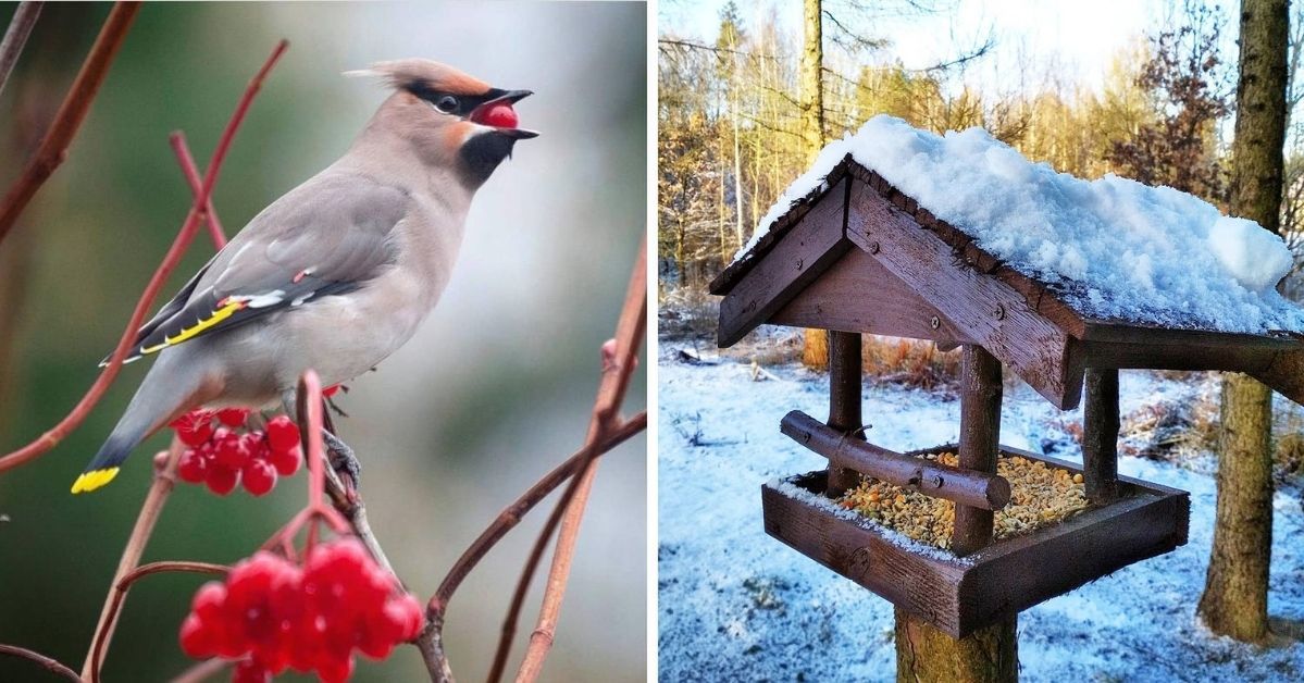 5 Important Rules You Have to Follow if You Want to Feed Birds in the Winter