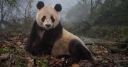 Panda. Atrakcja "made in China"