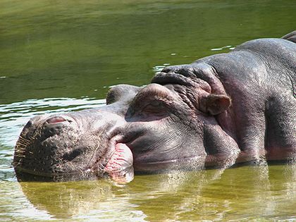 Rozszalały hipopotam zaatakował