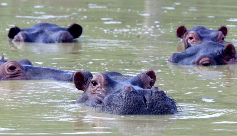 Hipopotamy Pablo Escobara zatruwają Kolumbię