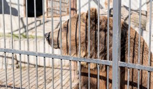 Niedźwiedzica odsiaduje wyrok z przestępcami. Spędzi w więzieniu resztę swoich dni