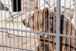 Niedźwiedzica odsiaduje wyrok z przestępcami. Spędzi w więzieniu resztę swoich dni