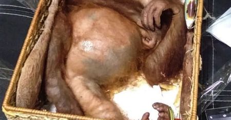 Rosjanin aresztowany. Chciał przemycić orangutana w walizce
