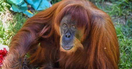 Nie żyje najstarszy orangutan na świecie. Puan miała 62 lata