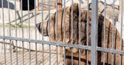 Niedźwiedzica odsiaduje wyrok z przestępcami. Spędzi w więzieniu resztę swoich dni