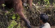 Orangutan przyszedł na ratunek człowiekowi. Wyciągnął pomocną dłoń