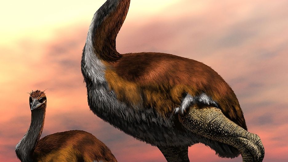 Vorombe Titan - największy gatunek ptaka w historii Ziemi