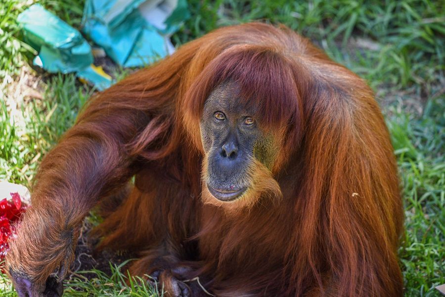 Nie żyje najstarszy orangutan na świecie. Puan miała 62 lata