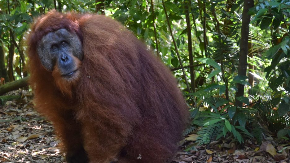 Spotkanie z samcem orangutana to nie lada przeżycie