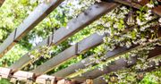 Urokliwa, zielona pergola. Czym ją obsadzić, by wyglądała doskonale?
