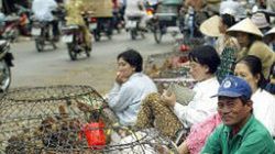 Wietnamiskie targowisko z drobiem