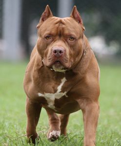 Kanada: pies zagryzł swoją 50-letnią właścicielkę