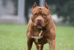 Pitbulle rzuciły się na 16-latka. Chłopak nie przeżył ataku psów