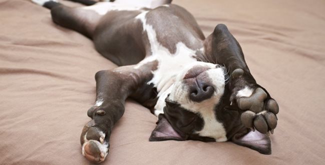 Pitbull czy ratlerek - jaki pies pasuje do mężczyzny?