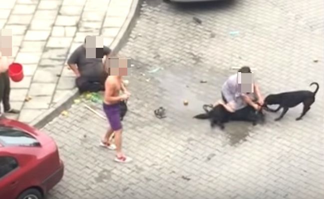 Skandal w Nowym Sączu. Pitbull zagryzł psa i rzucił się na kobietę. Policja umorzyła postępowanie