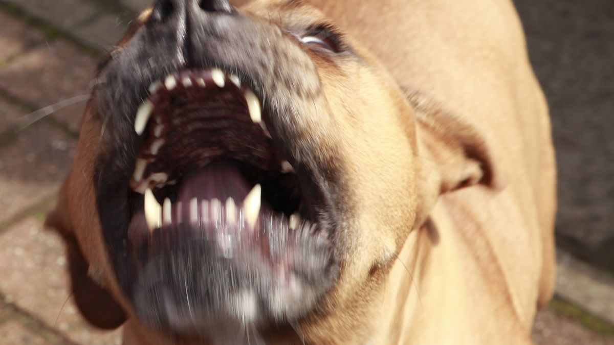 Pitt Bull in a rage .