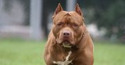 Pitbulle rzuciły się na 16-latka. Chłopak nie przeżył ataku psów
