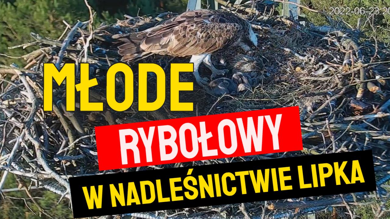 Młode rybołowy w Lipce