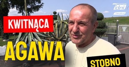 Kwitnąca agawa w Stobnie u pana Wojciecha