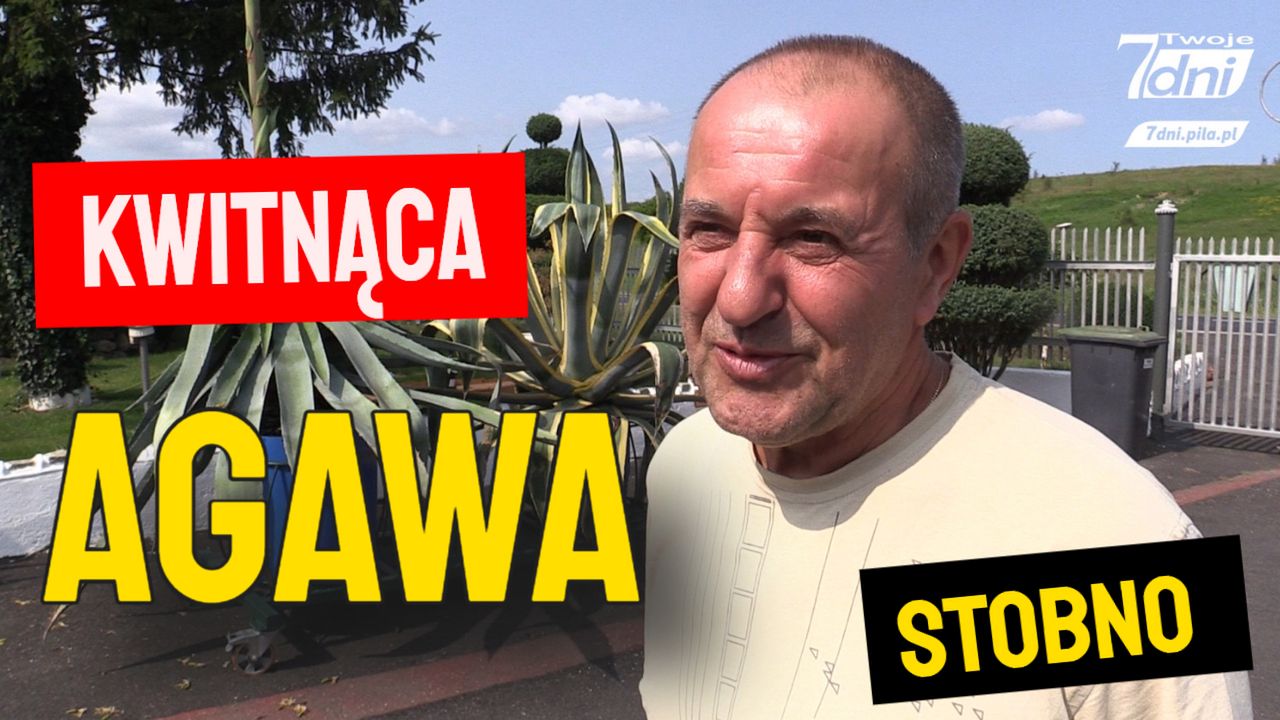 Kwitnąca agawa w Stobnie u pana Wojciecha