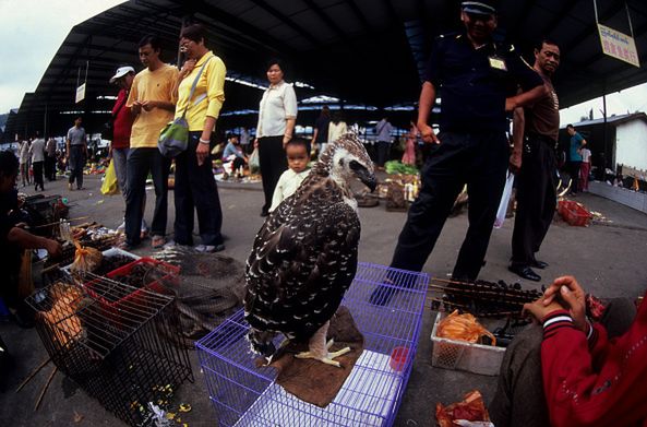 Chiny zdecydowały o zakazie jedzenia dzikich zwierząt. Wprowadzenie nowych zasad nie będzie łatwe