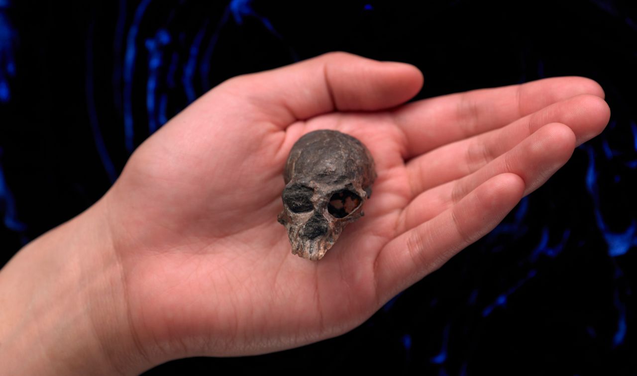 Odnaleziono czaszkę małpy sprzed 20 mln lat. Ujawnia sekrety ewolucji mózgu naczelnych