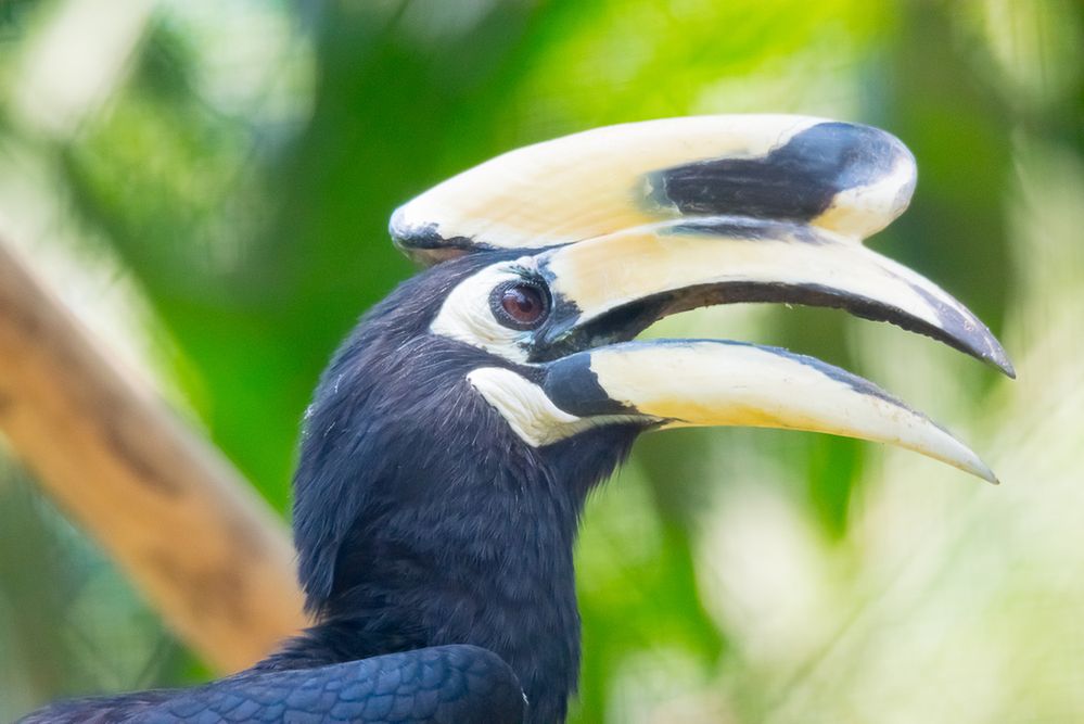 Cud we wrocławskim zoo. Jako jedyny ogród zoologiczny na świecie rozmnożył ptaka, który może wyginąć za 10 lat 