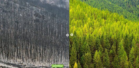 FaceApp inspiracją dla Greenpeace. Organizacja pokazuje jak Ziemia zmieni się przez ocieplenie klimatu