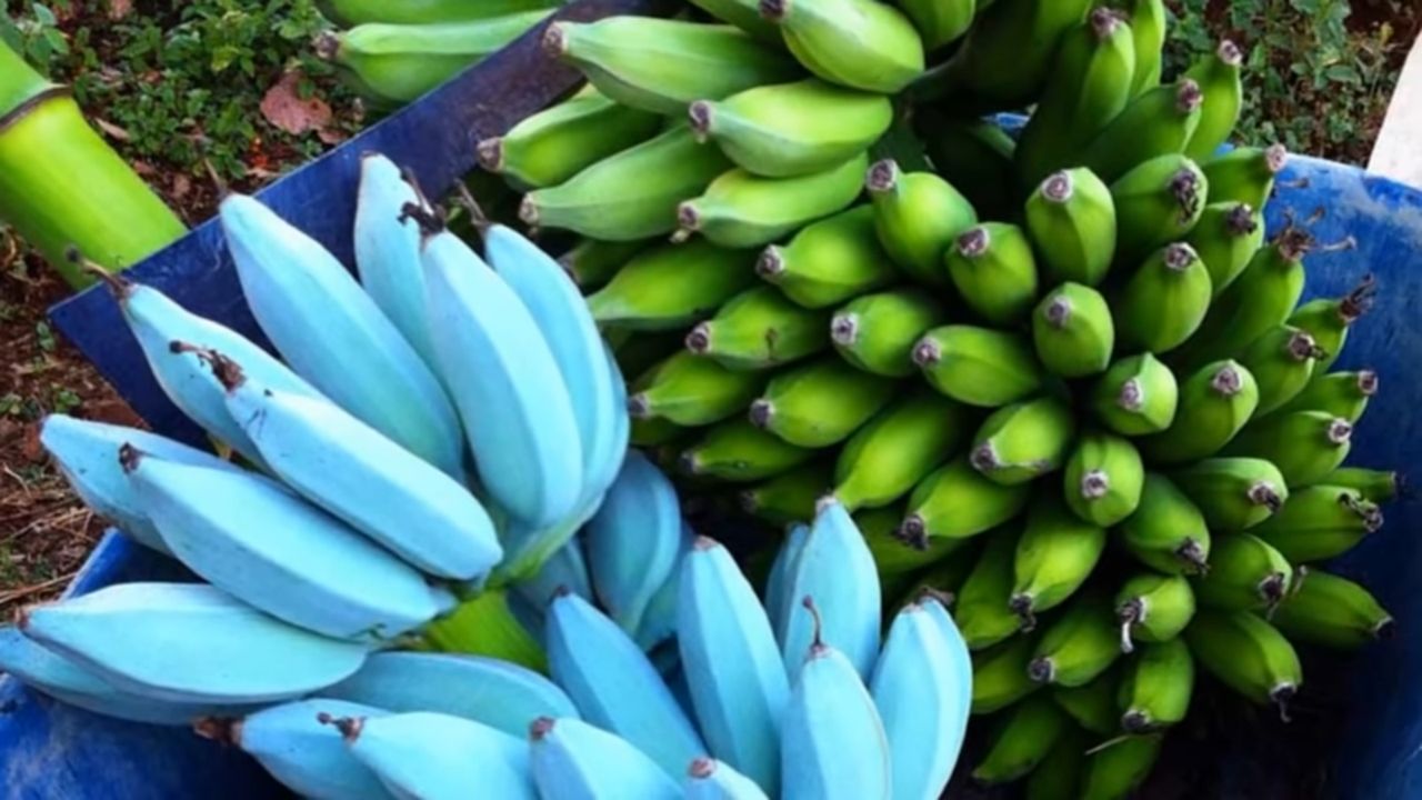 Niebieskie banany. Ich smak przypomina popularne lody