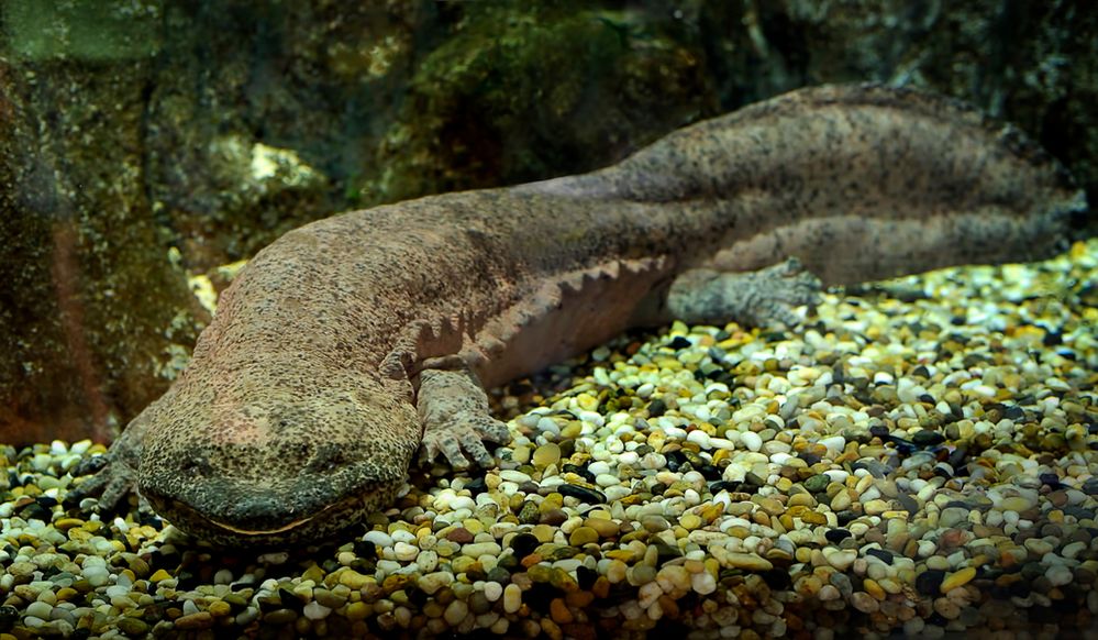 Nowy gatunek odkryty w londyńskim zoo. Może okazać się największym płazem na świecie