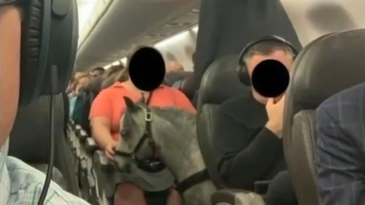 American Airlines: Pasażerowie przecierali oczy ze zdumienia. Na pokładzie leciał nietypowy gość