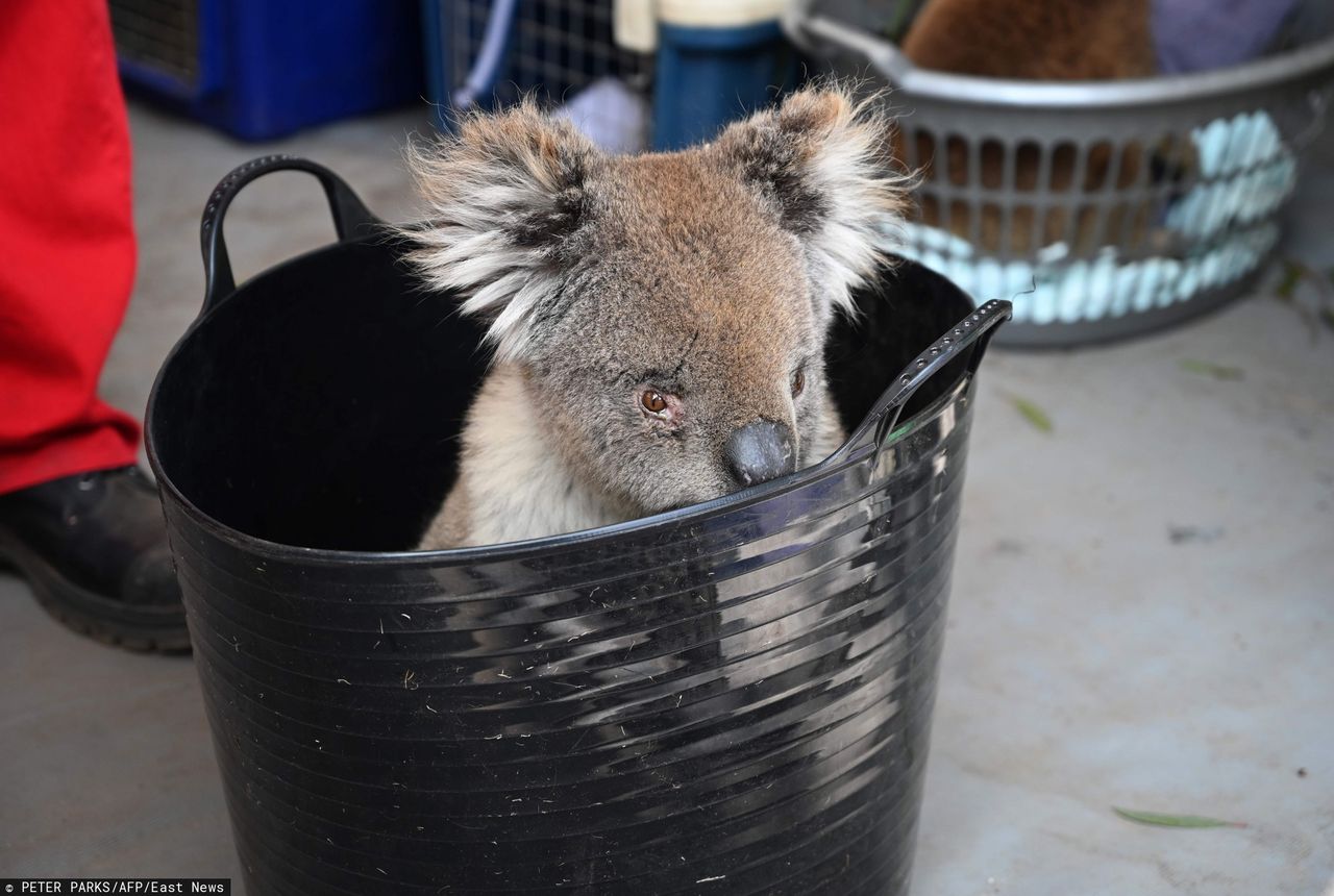 Australia. Wycinka eukaliptusów przyniosła śmierć dziesiątkom koali