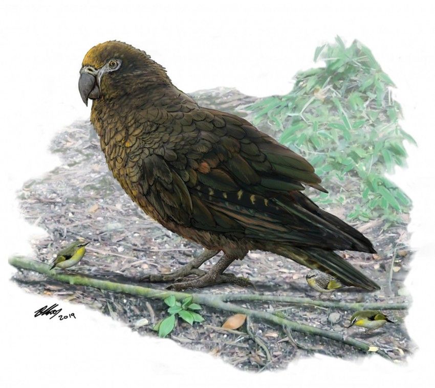 Najcięższa znana papuga. Naukowcy odkryli wymarły gatunek