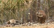 Australia. Zdjęcie koali, które łamie serce