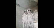 Byli pewni, że to UFO. Kamery na strychu nagrały dwie przerażające postaci
