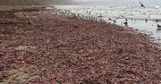 Niecodzienny widok. Tysiące "penis fish" na plaży